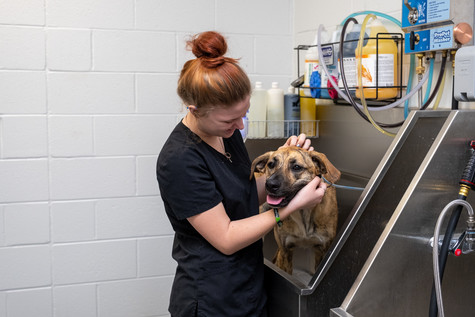 Animal Care & Management Image