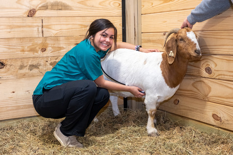 Veterinary Science Image